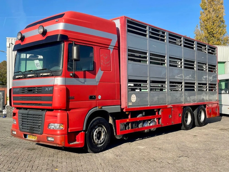 DAF XF 95.430 BERDEX 3 decks. Water, fans, Scales! Excellent condition. - Грузовик для перевозки животных: фото 2 DAF XF 95.430 BERDEX 3 decks. Water, fans, Scales! Excellent condition. - Грузовик для перевозки животных: фото 2
