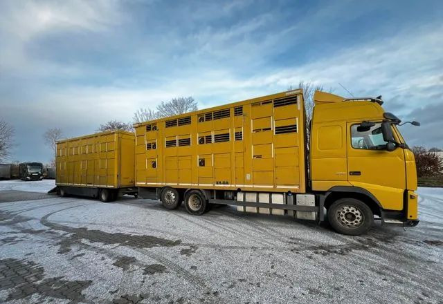 Volvo FH 420 • KABA • Transport Zwierząt 3xŚwinie/ 2xBydło 3-piętrowy • Euro 5 • Retarder • Oś podnoszona i skrętna - Грузовик для перевозки животных: фото 3 Volvo FH 420 • KABA • Transport Zwierząt 3xŚwinie/ 2xBydło 3-piętrowy • Euro 5 • Retarder • Oś podnoszona i skrętna - Грузовик для перевозки животных: фото 3