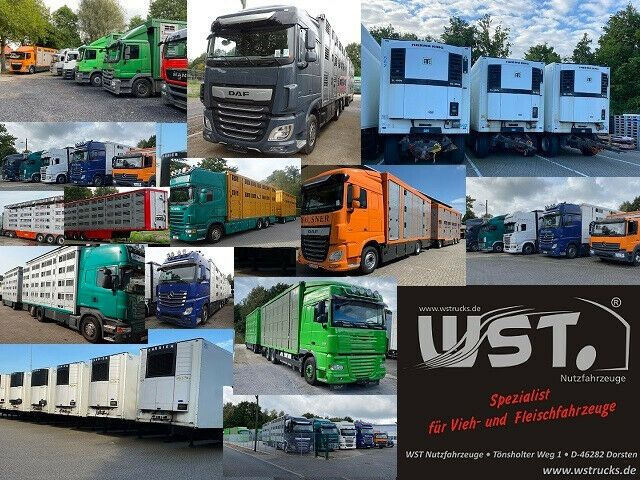 Коневоз DAF CF 400 Menke Einstock: фото 17