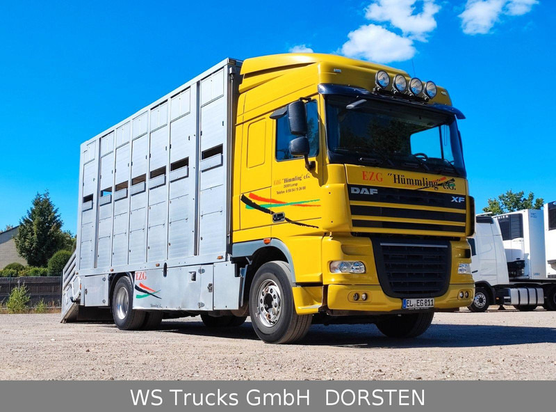 DAF XF410 Menke Doppelstock - Грузовик для перевозки животных: фото 2 DAF XF410 Menke Doppelstock - Грузовик для перевозки животных: фото 2
